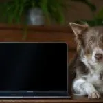 mascotas y animales mas famosos de las peliculas, series y television